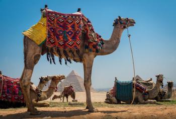 Overnight Cairo Tours from Port Said