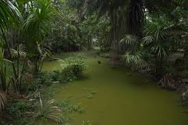 4 Day Amazon Leticia Amazonas Jungle Eco Tour Package