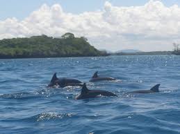 Dolphin Tour Package