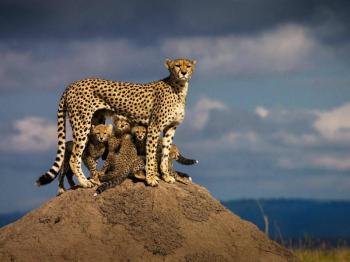 Majestic Mara Tour