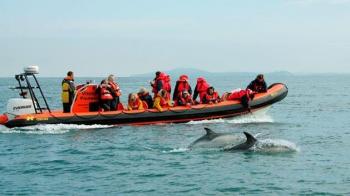 Dolphin and Whale Adventure Tour