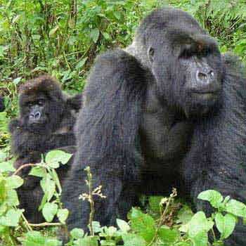 Uganda Gorilla Safari Package