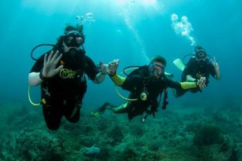 Scuba Diving Koh Tao Trip Package