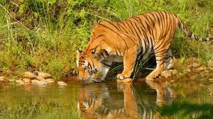 Bardiya Jungle Safari Tour - 3 Nights 4 Days
