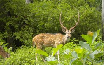 Assam Wildlife Tour