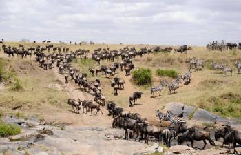 Great Migration - Masai Mara Tour