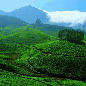 Munnar Tour