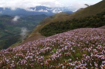 Munnar -Thekkady -Houseboat 6 Days Tour