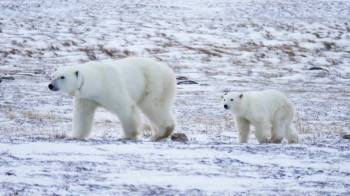 Churchill and Polar Bear Experience Tour Package