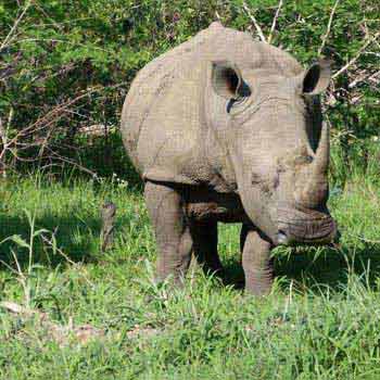 Kruger Park Private Game Reserve Safari Tour Package
