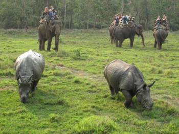 India & Nepal Wildlife Tour