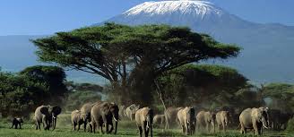 3 Days Amboseli Offer Tour