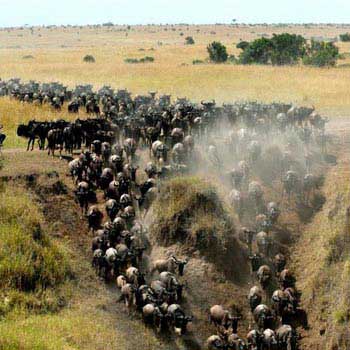 Kenya Migration Classic Safari