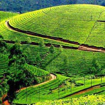 Kerala Tour Package