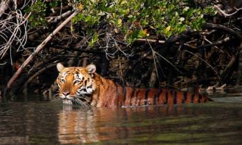 Short Escape to Sundarbans Tour