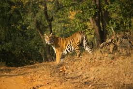 5D Pachmarhi - Satpura Tour