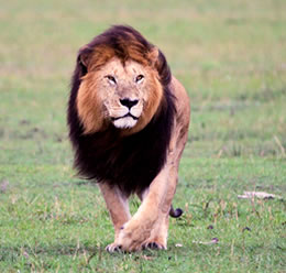 3 Days Masai Mara Budget And Luxury Tour Package