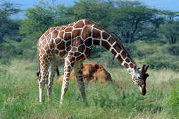 3 Days Nairobi To Samburu National Reserve Kenya Safari Tour