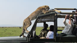 2 Days Masai Mara Budget And Luxury Tour Package