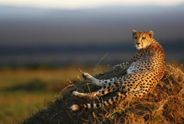4 Days Masai Mara And Lake Nakuru Budget And Luxury Safari Tour