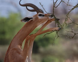 4 Days Mount Kenya And Samburu Budget And Luxury Tour