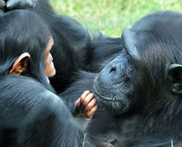 3 Days Nairobi To Sweatwaters Tented Camp Kenya Safari Tour