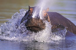 3 Days Nairobi To Lake Nakuru And Lake Bogoria Kenya Safari Tour