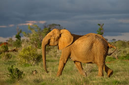3D Nairobi To Amboseli - Tsavo West Ending In Diani - Malindi - Mombasa Kenya Tour