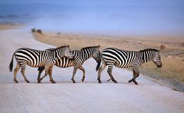 3D Nairobi To Amboseli Park Ending Diani - Malindi - Mombasa Kenya Tour