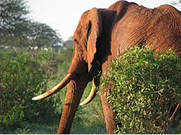 4D Nairobi To Amboseli - Tsavo West - Tsavo East Ending Diani - Malindi - Mombasa Kenya Tour