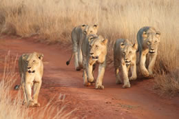 5D Nairobi To Amboseli-Tsavo West-Taita Sanctuary-Tsavo East Ending Diani-Malindi-Mombasa Kenya Tour
