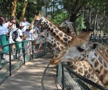 6D Masai Mara-Lake Nakuru-Amboseli-Tsavo East Budget - Luxury Tour Ending Diani-Malindi-Mombasa