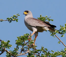 6D Nairobi To Amboseli-Tsavo West-Taita Game Sanctuary-Tsavo East Ending Diani-Malindi-Mombasa Tour