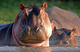 8D Masai Mara-Lake Nakuru-Amboseli-Tsavo West-Taita Sanctuary-Tsavo East Budget-Luxury Tour