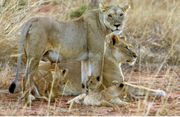 2D Tsavo East - Tsavo West Budget And Luxury Safari Tour From Mombasa