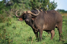 3D Tsavo West - Taita Game Sanctuary Budget - Luxury Safari Tour From Mombasa
