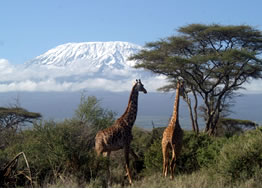 3D Tsavo East - Amboseli Budget - Luxury Tour From Mombasa Ending Nairobi