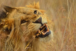 7D Tsavo East-Tsavo West-Amboseli-Lake Nakuru-Masai Mara Budget-Luxury Tour From Mombasa