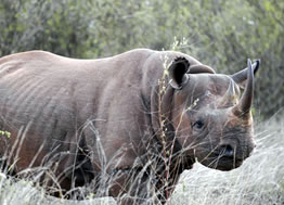 6D Tsavo West-Amboseli-Lake Nakuru-Masai Mara Budget-Luxury Tour From Mombasa