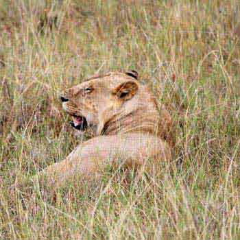 3 Days Masai Mara Tour