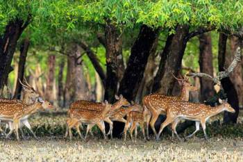 Sundarban Tour 3 Day 2 Nights - Adventure in the Jungle