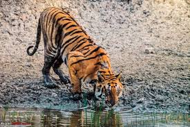 Sundarban  Tour Package 3 days