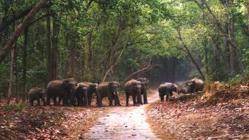 Corbett National Park Tour Packages 2 Nights / 3 Days