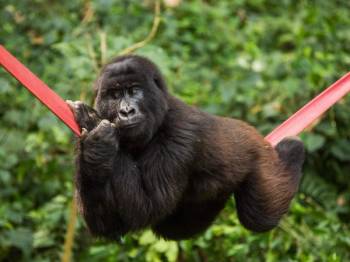 8 Days Uganda/rwanda Gorilla and Wildlife Safari