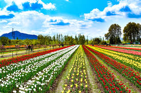 Kashmir Tulip Festival Tour