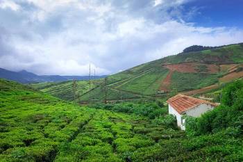 Mesmerizing Coorg and Ooty Tour Image