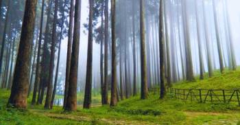 Darjeeling Mirik Tour Package – 3 Nights 4 Days Ex Bagdogra NJP
