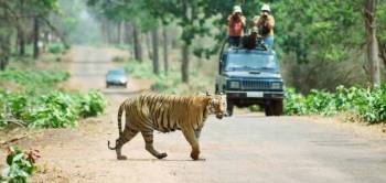 Rajasthan Tour with Tigers