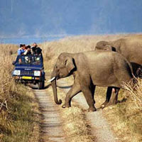 Classic India Wildlife Tour