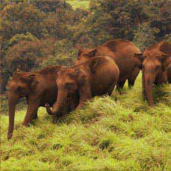 Kerala Wildlife Tour Image